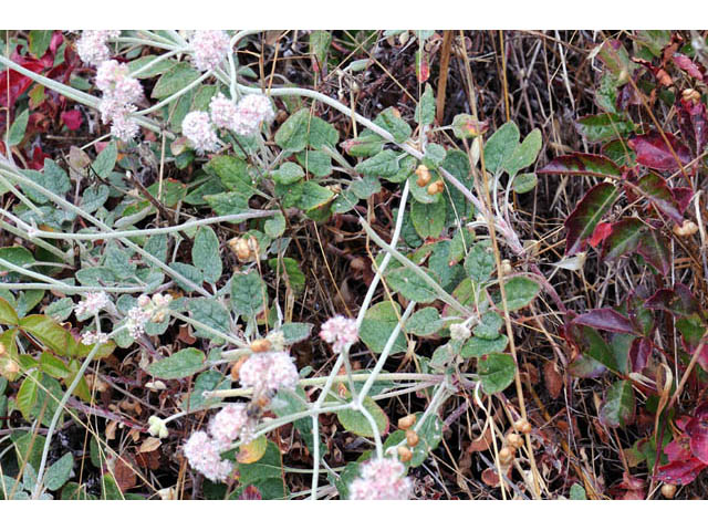 Eriogonum latifolium (Seaside buckwheat) #52725