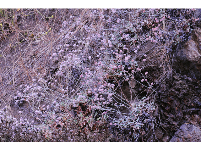 Eriogonum latifolium (Seaside buckwheat) #52735
