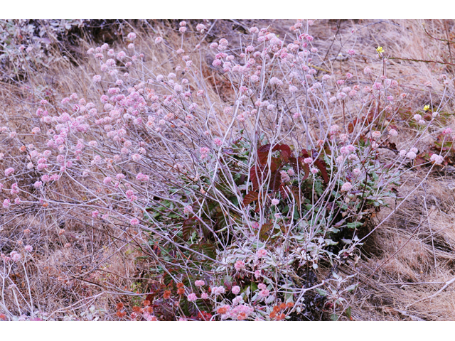 Eriogonum latifolium (Seaside buckwheat) #52739