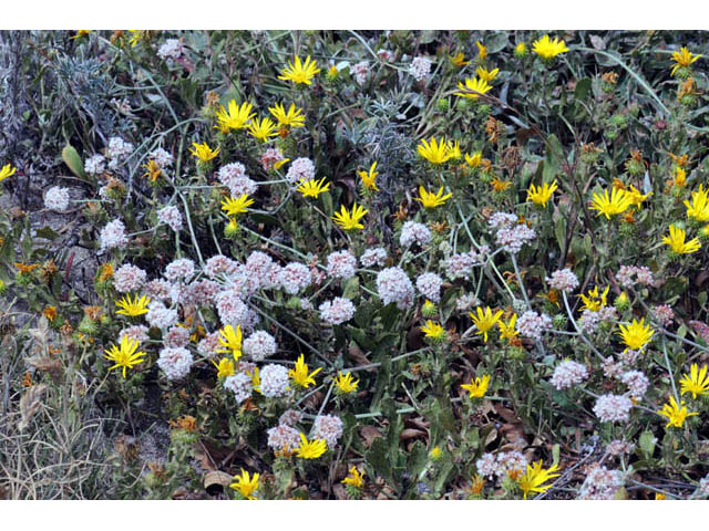 Eriogonum latifolium (Seaside buckwheat) #52749