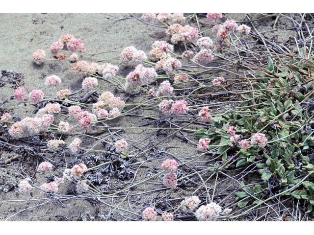 Eriogonum latifolium (Seaside buckwheat) #52752
