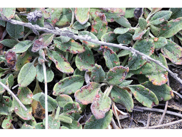 Eriogonum latifolium (Seaside buckwheat) #52756