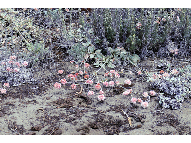 Eriogonum latifolium (Seaside buckwheat) #52761