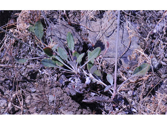 Eriogonum latifolium (Seaside buckwheat) #52785