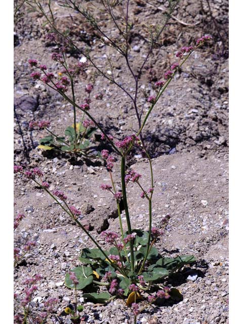Eriogonum lemmonii (Volcanic buckwheat) #52787