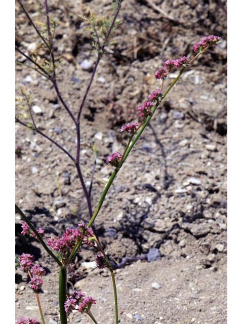 Eriogonum lemmonii (Volcanic buckwheat) #52788