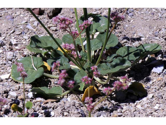 Eriogonum lemmonii (Volcanic buckwheat) #52789