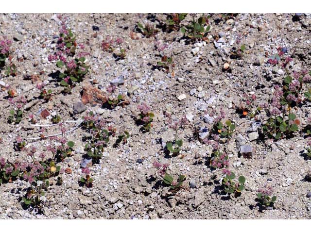 Eriogonum lemmonii (Volcanic buckwheat) #52791