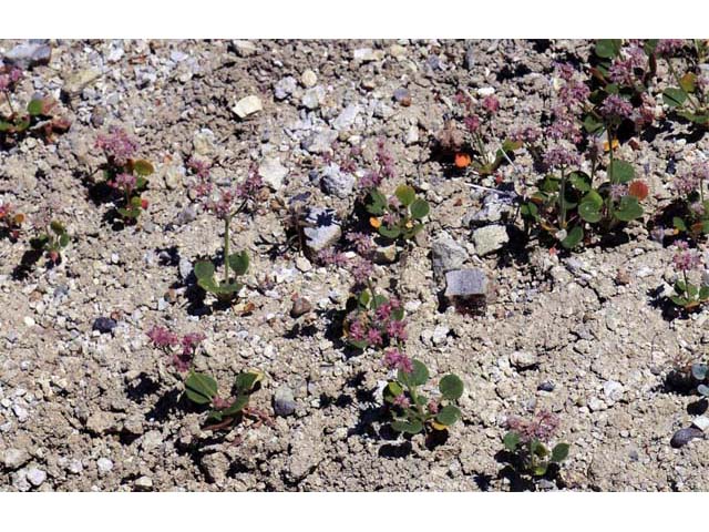 Eriogonum lemmonii (Volcanic buckwheat) #52792