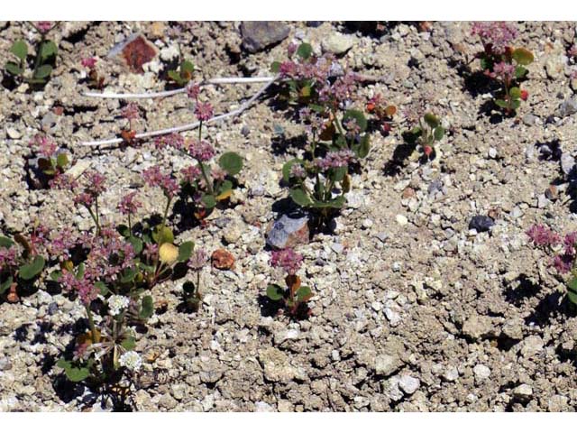Eriogonum lemmonii (Volcanic buckwheat) #52793