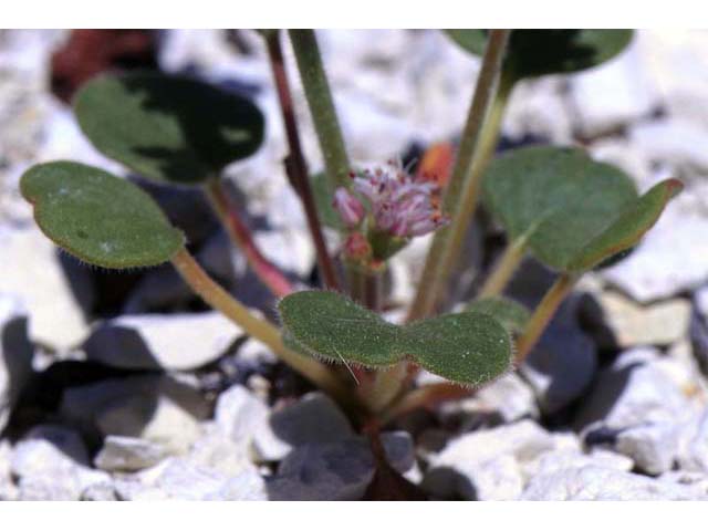 Eriogonum lemmonii (Volcanic buckwheat) #52795