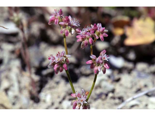 Eriogonum lemmonii (Volcanic buckwheat) #52797