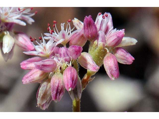 Eriogonum lemmonii (Volcanic buckwheat) #52799