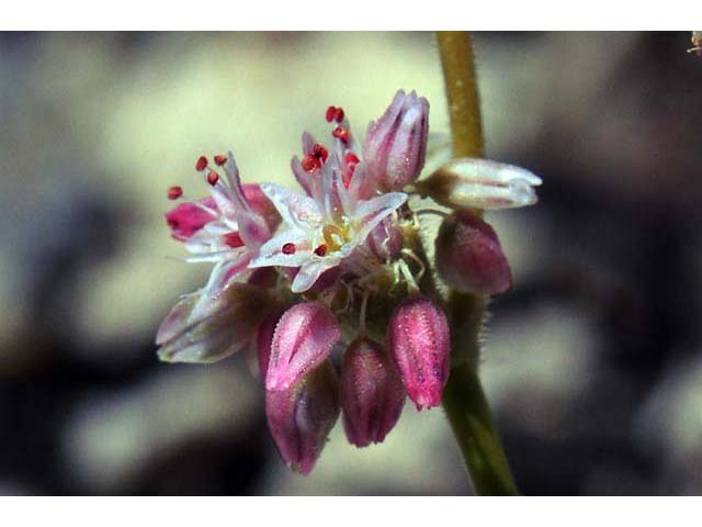 Eriogonum lemmonii (Volcanic buckwheat) #52800