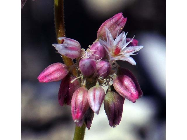Eriogonum lemmonii (Volcanic buckwheat) #52801