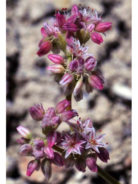 Eriogonum lemmonii (Volcanic buckwheat) #52803