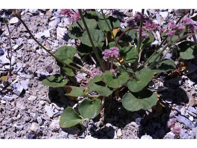 Eriogonum lemmonii (Volcanic buckwheat) #52806