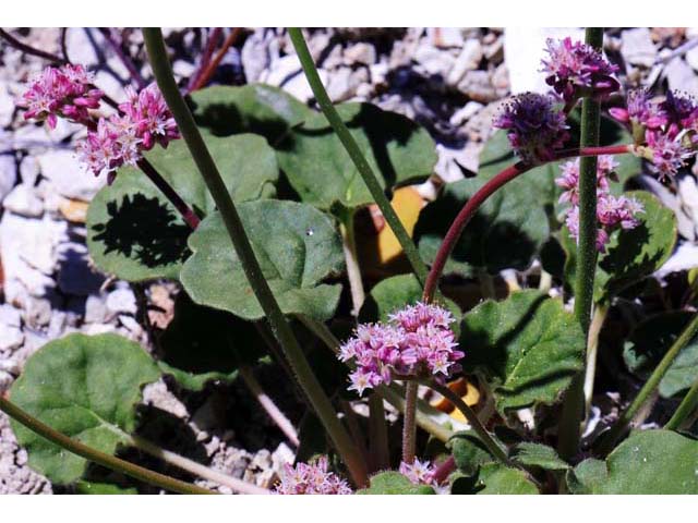 Eriogonum lemmonii (Volcanic buckwheat) #52807