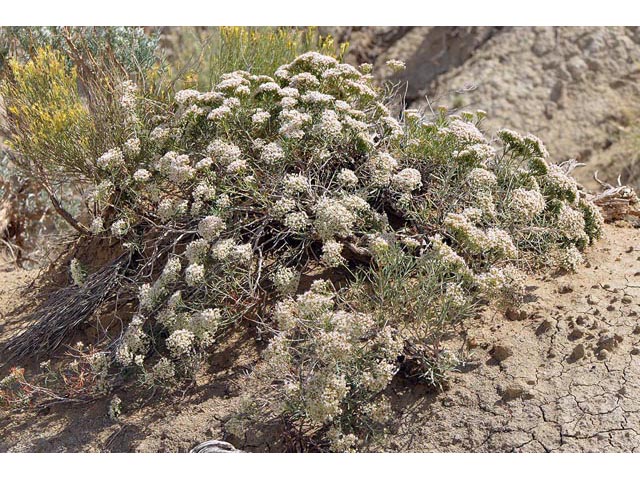 Eriogonum leptophyllum (Slenderleaf buckwheat) #52810