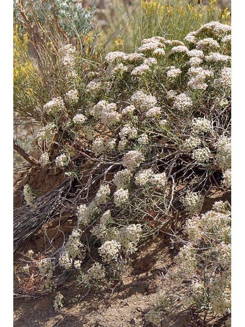 Eriogonum leptophyllum (Slenderleaf buckwheat) #52812