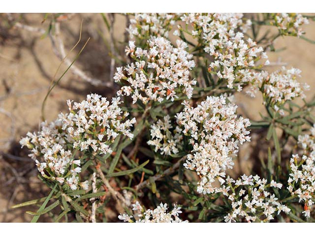 Eriogonum leptophyllum (Slenderleaf buckwheat) #52813