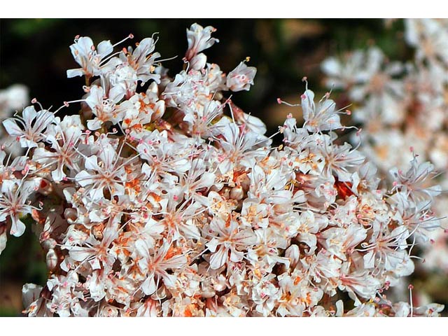 Eriogonum leptophyllum (Slenderleaf buckwheat) #52817