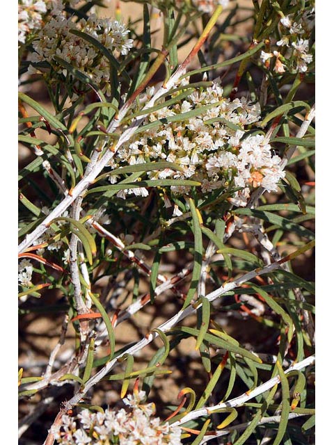 Eriogonum leptophyllum (Slenderleaf buckwheat) #52819