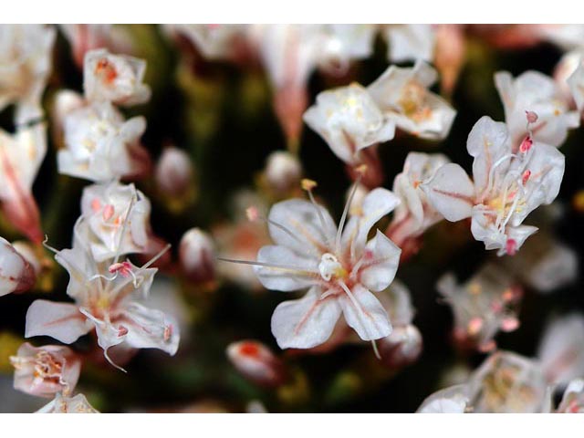 Eriogonum leptophyllum (Slenderleaf buckwheat) #52820
