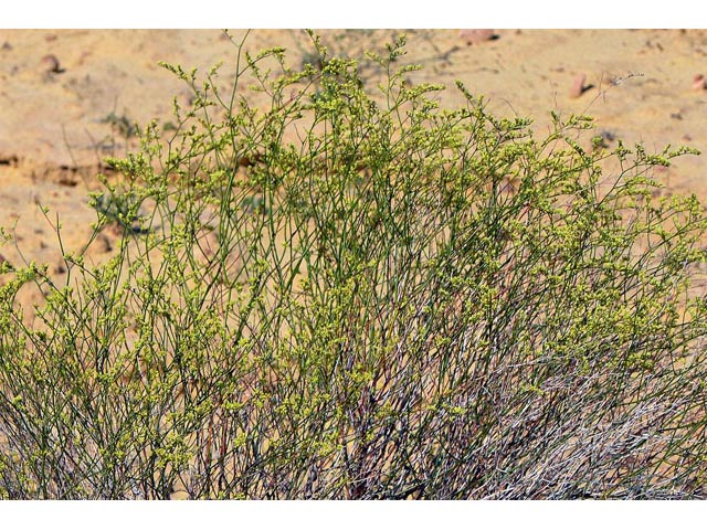 Eriogonum leptocladon var. leptocladon (Sand buckwheat) #52827