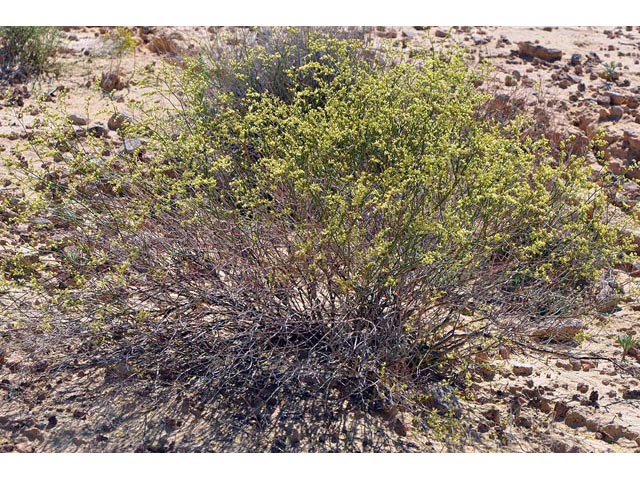 Eriogonum leptocladon (Sand buckwheat) #52850