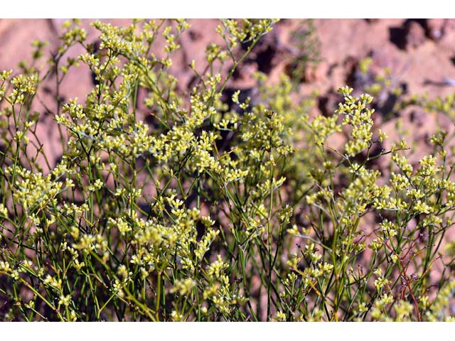 Eriogonum leptocladon (Sand buckwheat) #52852