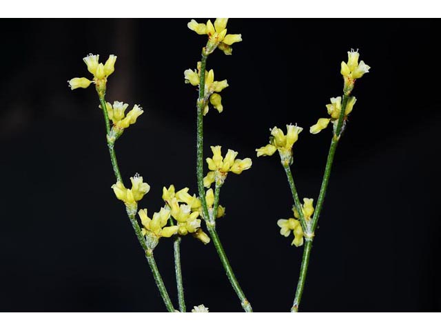 Eriogonum leptocladon (Sand buckwheat) #52855