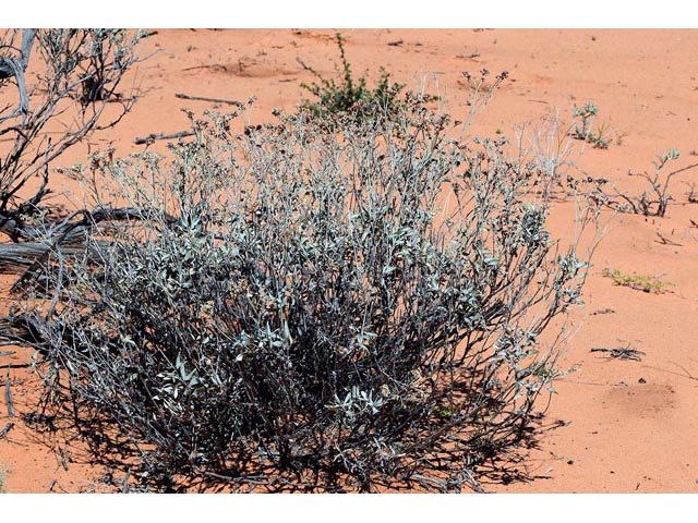 Eriogonum leptocladon var. ramosissimum (Sand buckwheat) #52883