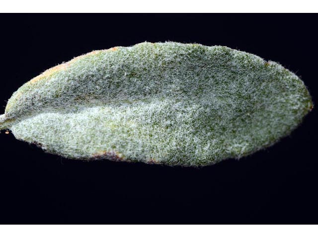 Eriogonum leptocladon var. ramosissimum (Sand buckwheat) #52895