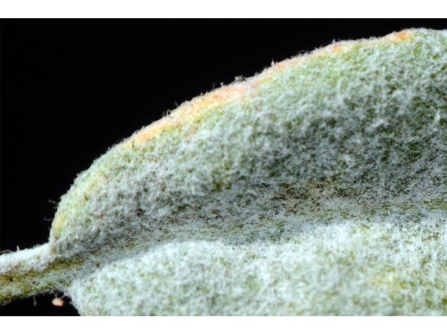 Eriogonum leptocladon var. ramosissimum (Sand buckwheat) #52896