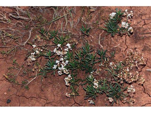 Eriogonum leptophyllum (Slenderleaf buckwheat) #52900