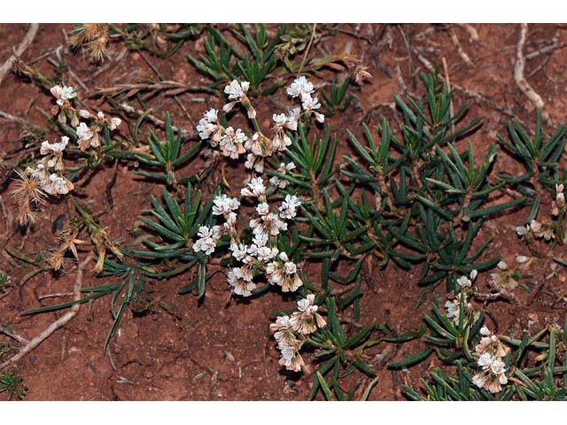 Eriogonum leptophyllum (Slenderleaf buckwheat) #52901