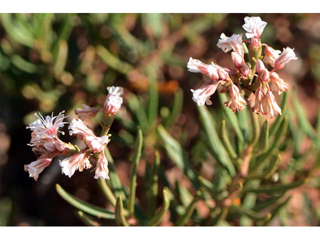 Eriogonum leptophyllum (Slenderleaf buckwheat) #52903
