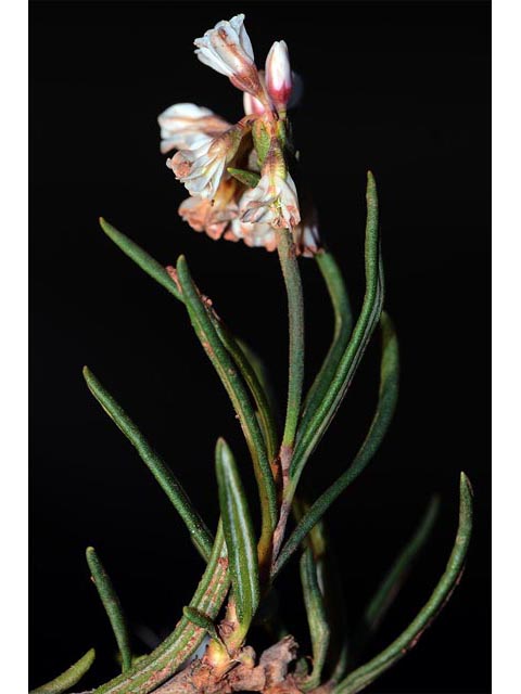 Eriogonum leptophyllum (Slenderleaf buckwheat) #52905