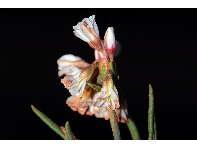 Eriogonum leptophyllum (Slenderleaf buckwheat) #52906