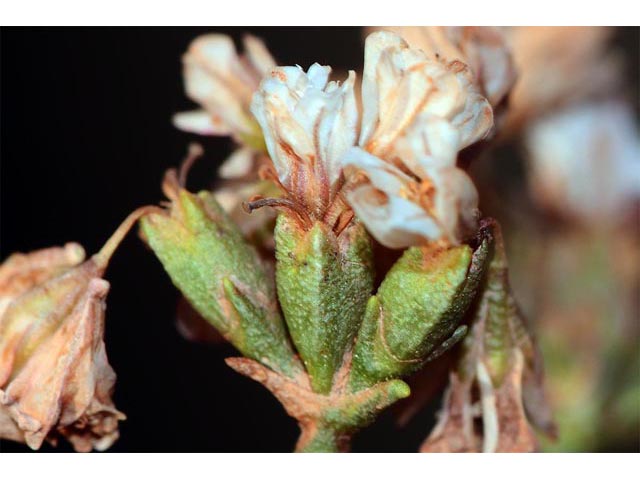 Eriogonum leptophyllum (Slenderleaf buckwheat) #52907