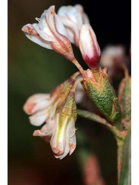 Eriogonum leptophyllum (Slenderleaf buckwheat) #52908