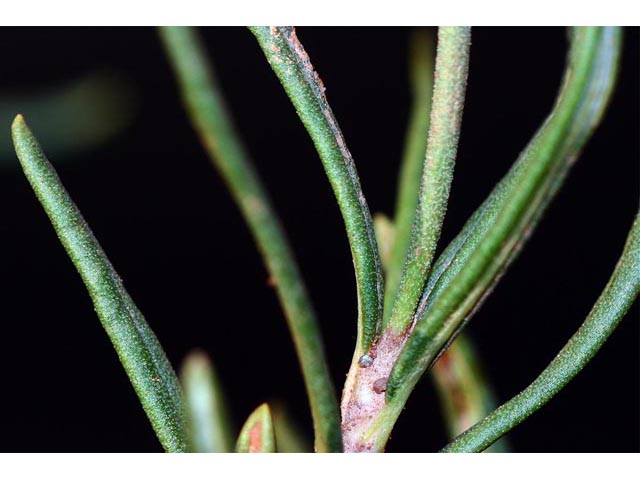Eriogonum leptophyllum (Slenderleaf buckwheat) #52911