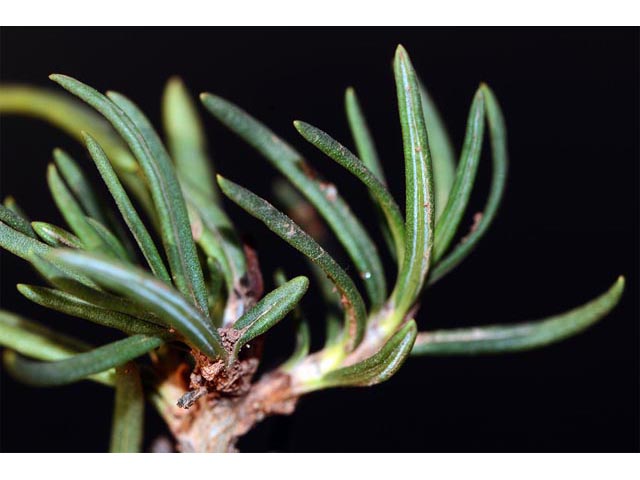 Eriogonum leptophyllum (Slenderleaf buckwheat) #52912