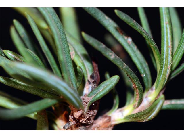 Eriogonum leptophyllum (Slenderleaf buckwheat) #52913