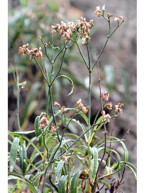 Eriogonum lonchophyllum (Spearleaf buckwheat) #52920