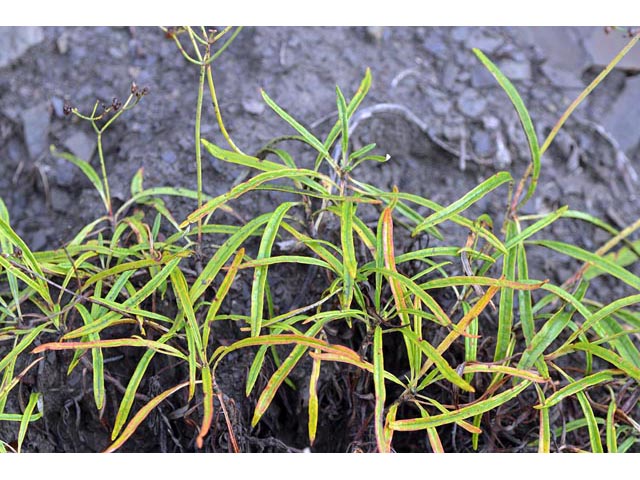 Eriogonum lonchophyllum (Spearleaf buckwheat) #52923