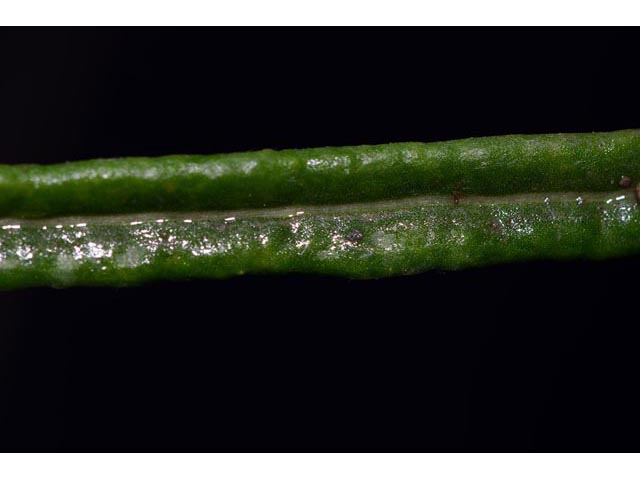 Eriogonum lonchophyllum (Spearleaf buckwheat) #52937