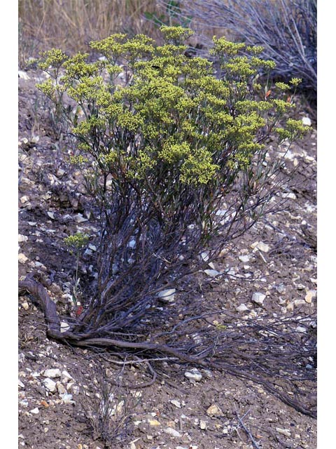 Eriogonum microthecum var. ambiguum (Slender buckwheat) #52973