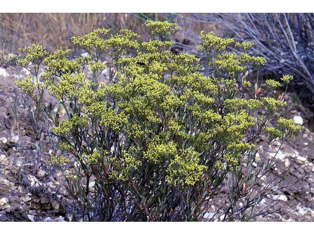 Eriogonum microthecum var. ambiguum (Slender buckwheat) #52974